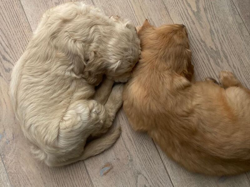Pretty golden retriever KC reg female ready now - Image 5 of 10