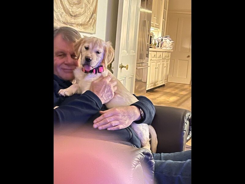 Pretty golden retriever KC reg female ready now - Image 6 of 10