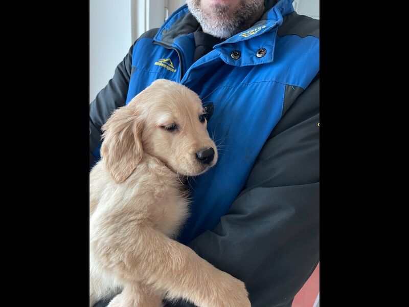 Pretty golden retriever KC reg female ready now - Image 7 of 10