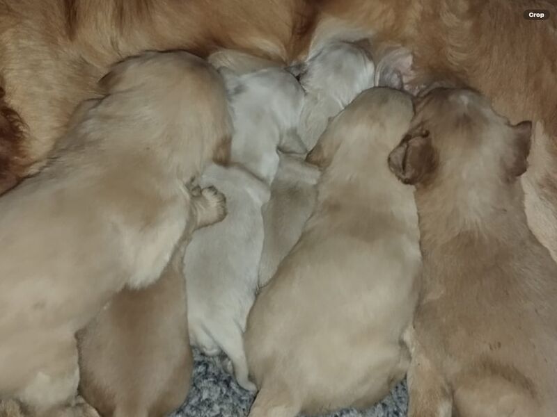 Pretty golden retriever KC reg female ready now - Image 8 of 10