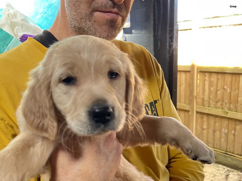 Pretty golden retriever KC reg female ready now - Image 10 of 10