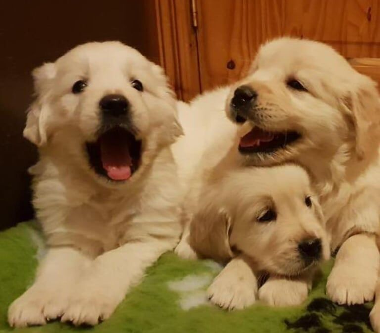 Golden Retriever puppies for sale in Enniskillen, County Fermanagh – 8 weeks old