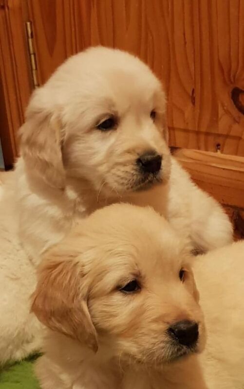 Golden Retriever puppies for sale in Enniskillen, County Fermanagh – 8 weeks old - Image 2 of 3