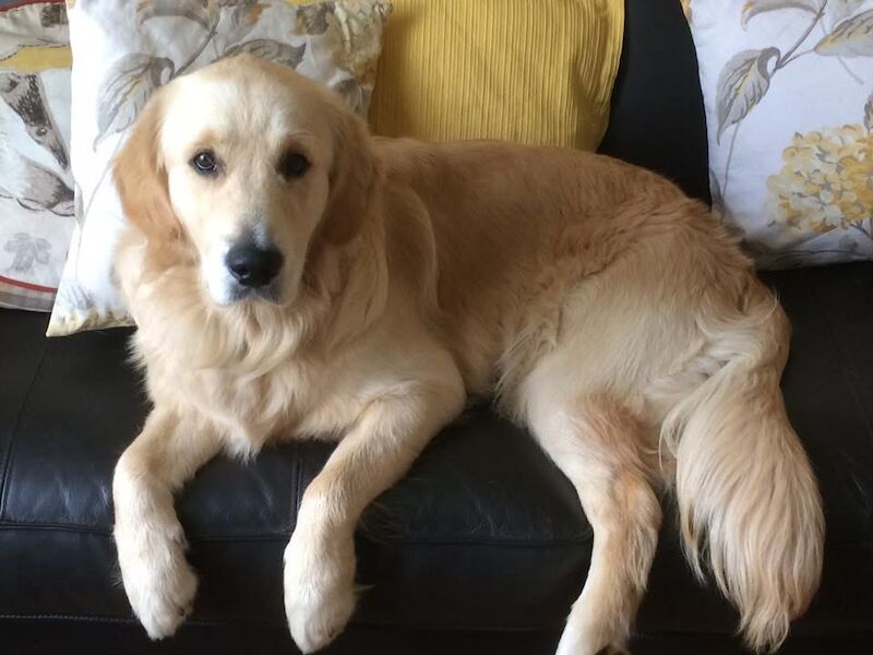 Pup wanted end of July for sale in Worcestershire