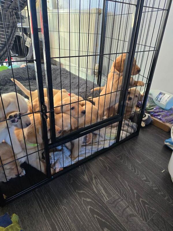 Puppies