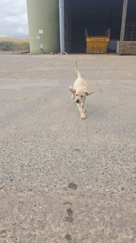 Golden Retriever Puppies For Sale