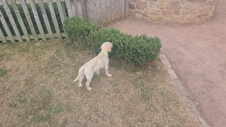 Puppy for sale - Image 2 of 3