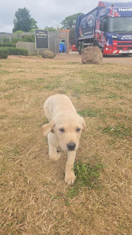 Puppy for sale - Image 3 of 3