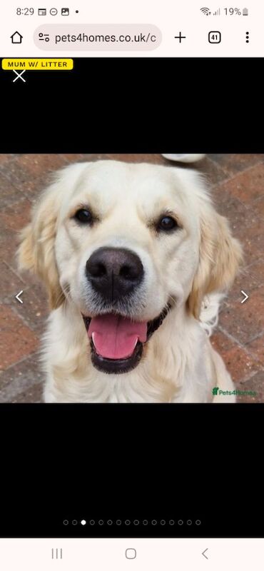 Puppys due 31st may Golden Retriever Puppies – KC Registered, Family Raised Ready to go to their forever homes - Image 2 of 10
