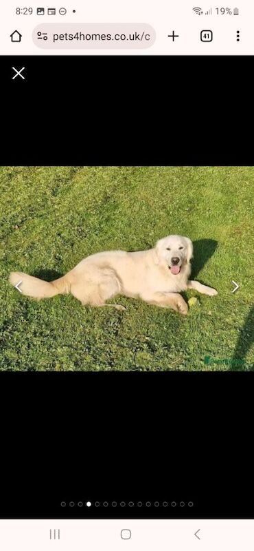 Puppys due 31st may Golden Retriever Puppies – KC Registered, Family Raised Ready to go to their forever homes - Image 3 of 10