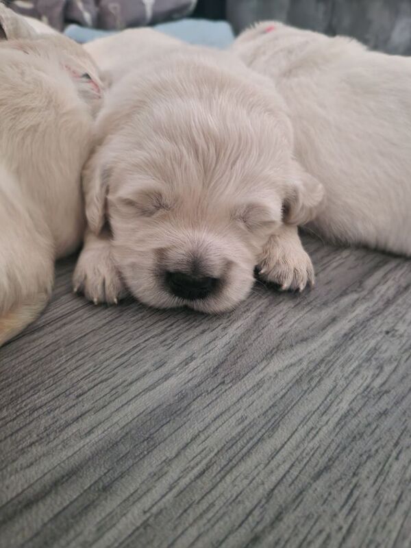 Puppys due 31st may Golden Retriever Puppies – KC Registered, Family Raised Ready to go to their forever homes - Image 4 of 10