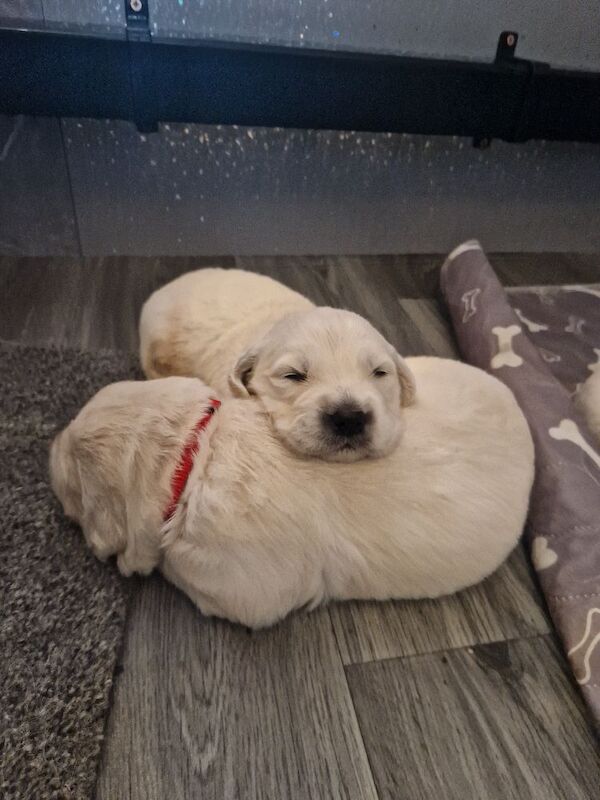 Puppys due 31st may Golden Retriever Puppies – KC Registered, Family Raised Ready to go to their forever homes - Image 5 of 10