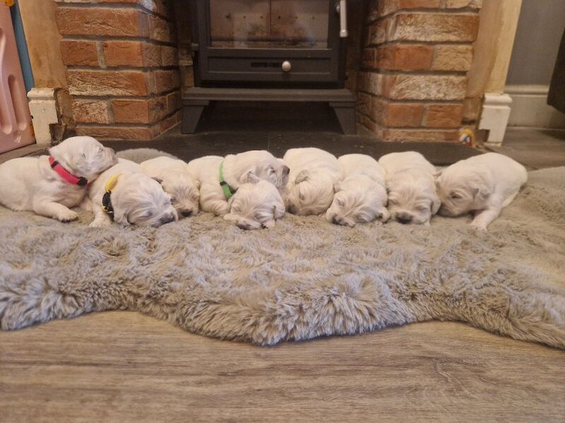 Puppys due 31st may Golden Retriever Puppies – KC Registered, Family Raised Ready to go to their forever homes - Image 7 of 10