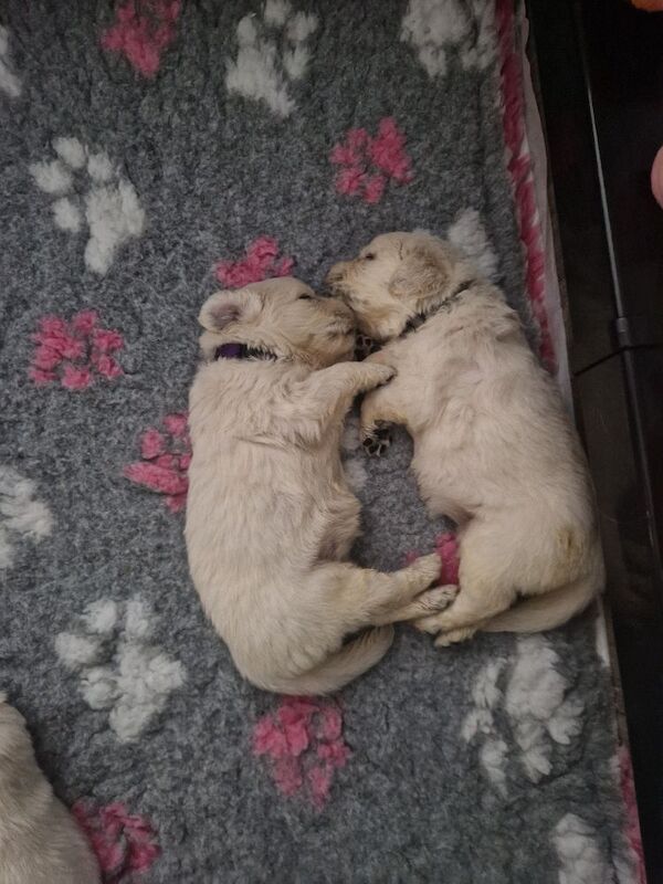 Puppys due 31st may Golden Retriever Puppies – KC Registered, Family Raised Ready to go to their forever homes - Image 8 of 10