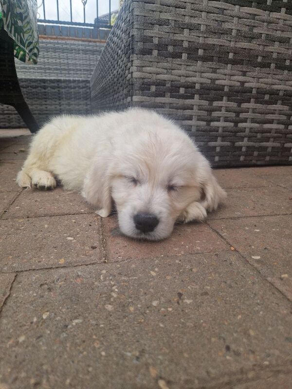 Puppys due 31st may Golden Retriever Puppies – KC Registered, Family Raised Ready to go to their forever homes - Image 9 of 10