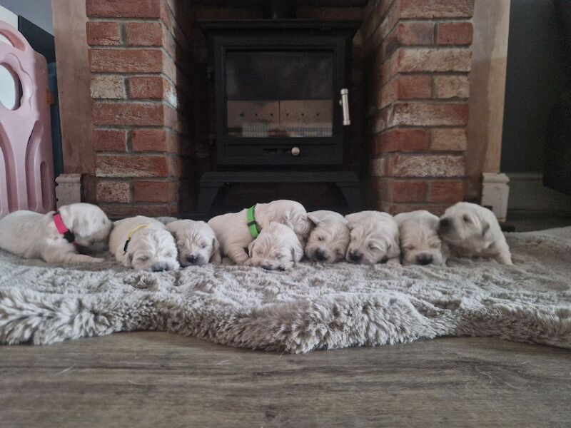 Puppys due 31st may Golden Retriever Puppies – KC Registered, Family Raised Ready to go to their forever homes - Image 10 of 10