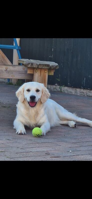 Puppys due 31st may Golden Retriever Puppies – KC Registered, Family Raised Ready to go to their forever homes