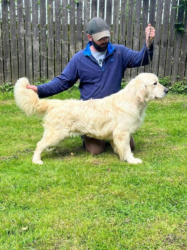 Puppys due 31st may Golden Retriever Puppies – KC Registered, Family Raised Ready to go to their forever homes - Image 2 of 3