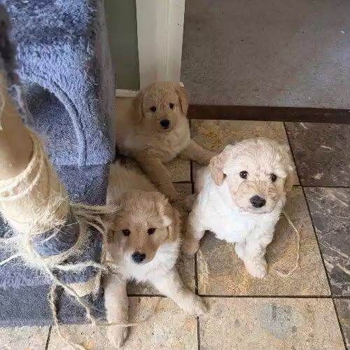Golden Retriever Puppies For Sale Under £1,000