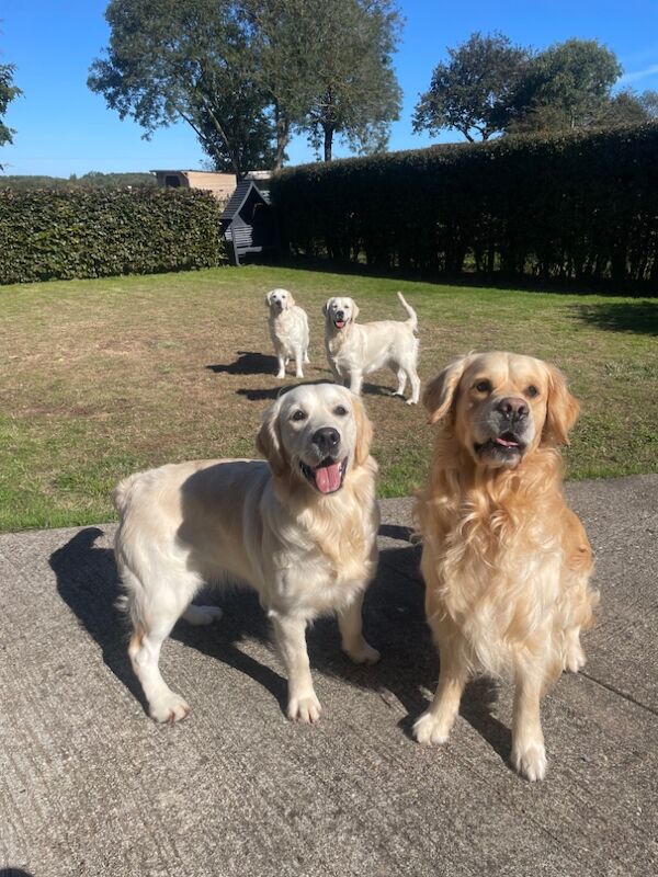 Golden Retriever puppies for sale in East Riding of Yorkshire – 9 months old - Image 3 of 8