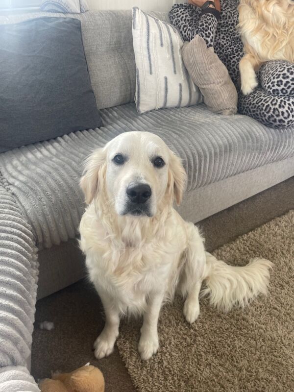 Golden Retriever puppies for sale in East Riding of Yorkshire – 9 months old - Image 4 of 8