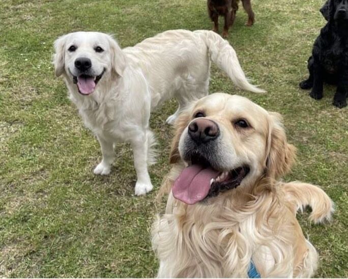 Golden Retriever puppies for sale in East Riding of Yorkshire – 9 months old - Image 6 of 8