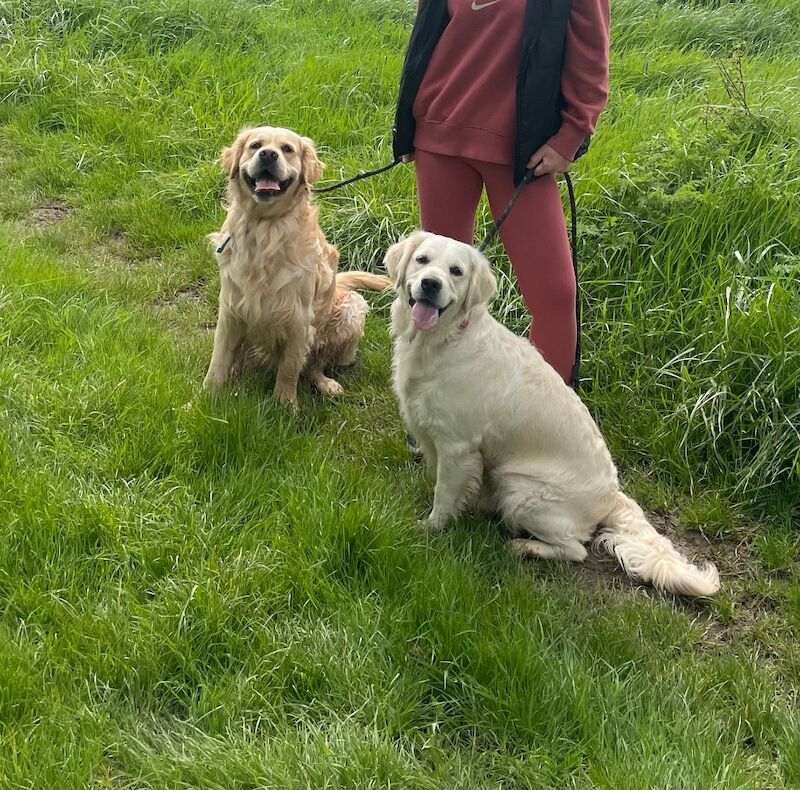 Golden Retriever puppies for sale in East Riding of Yorkshire – 9 months old - Image 7 of 8