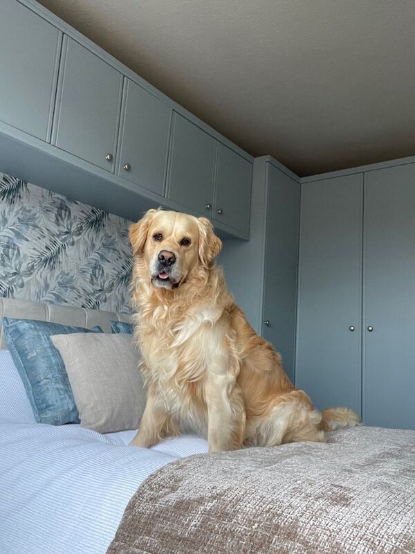Golden Retriever puppies for sale in East Riding of Yorkshire – 9 months old - Image 8 of 8