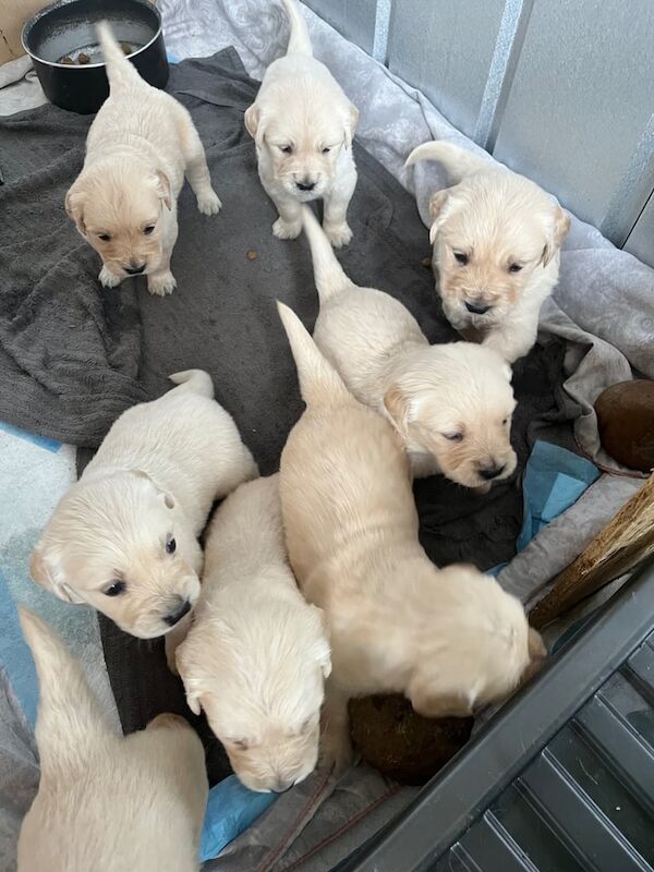 Pure bread Golden Retrievers pups for sale in Coleraine, County Londonderry