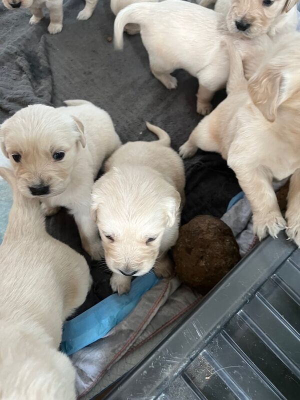 Golden Retriever puppies for sale in Coleraine, County Londonderry – KC registered, 4 weeks old - Image 2 of 3