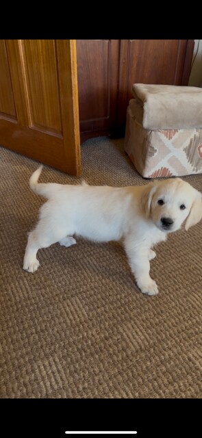 Pure Bred Golden Retriever Puppies for sale in Tempo, County Fermanagh | Image 2
