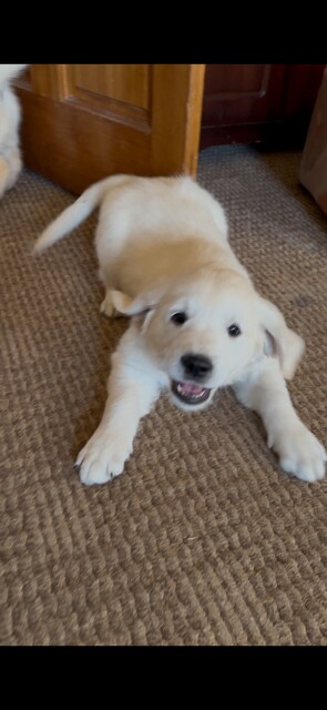 Pure Bred Golden Retriever Puppies for sale in Tempo, County Fermanagh | Image 3