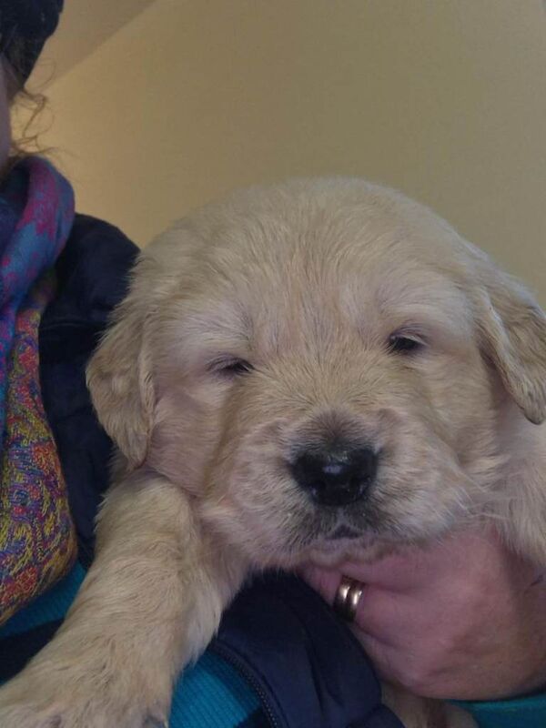 Golden Retriever puppies for sale in Irvinestown, County Fermanagh – KC registered, 6 weeks old