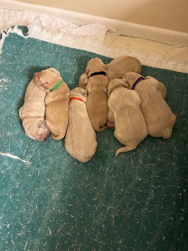 Golden Retriever puppies for sale in Irvinestown, County Fermanagh – KC registered, 6 weeks old - Image 3 of 5