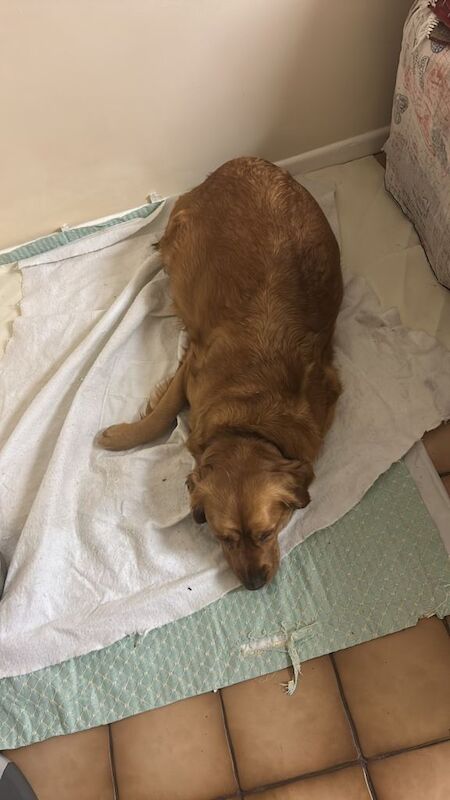 Golden Retriever puppies for sale in Irvinestown, County Fermanagh – KC registered, 6 weeks old - Image 4 of 5