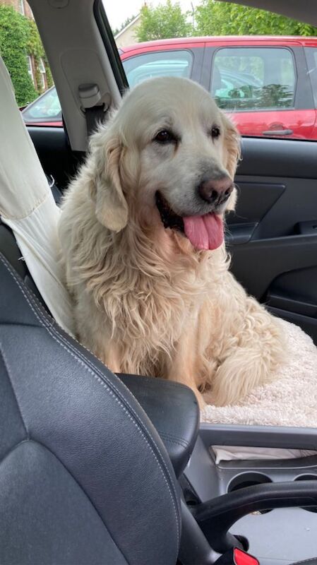 Golden Retriever puppies for sale in Irvinestown, County Fermanagh – KC registered, 6 weeks old - Image 5 of 5