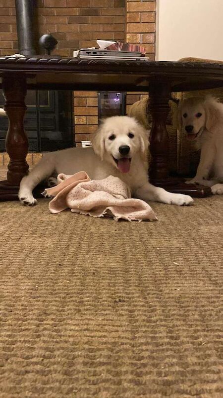 Golden Retriever puppies for sale in Tempo, County Fermanagh – 11 weeks old