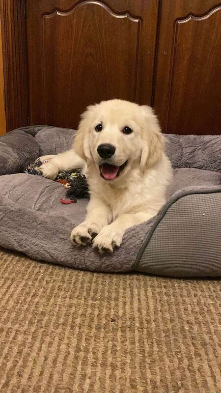 Golden Retriever puppies for sale in Tempo, County Fermanagh – 12 weeks old - Image 2 of 4