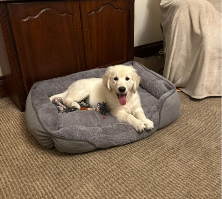 Golden Retriever puppies for sale in Tempo, County Fermanagh – 12 weeks old - Image 4 of 4