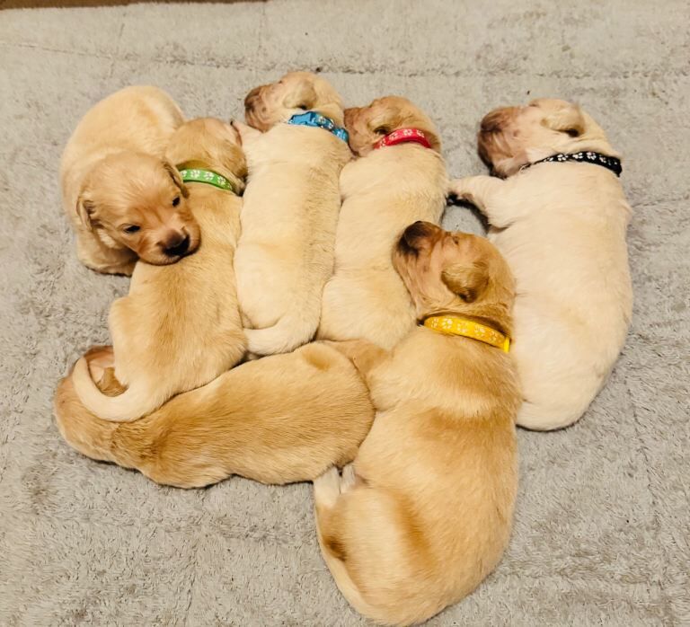 Pure bred Golden Retriever puppies