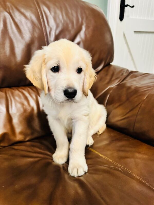 Pure bred Golden Retriever puppies - Image 2 of 5