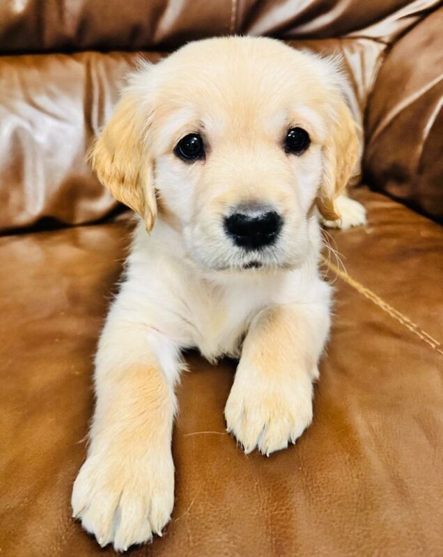 Pure bred Golden Retriever puppies - Image 3 of 5