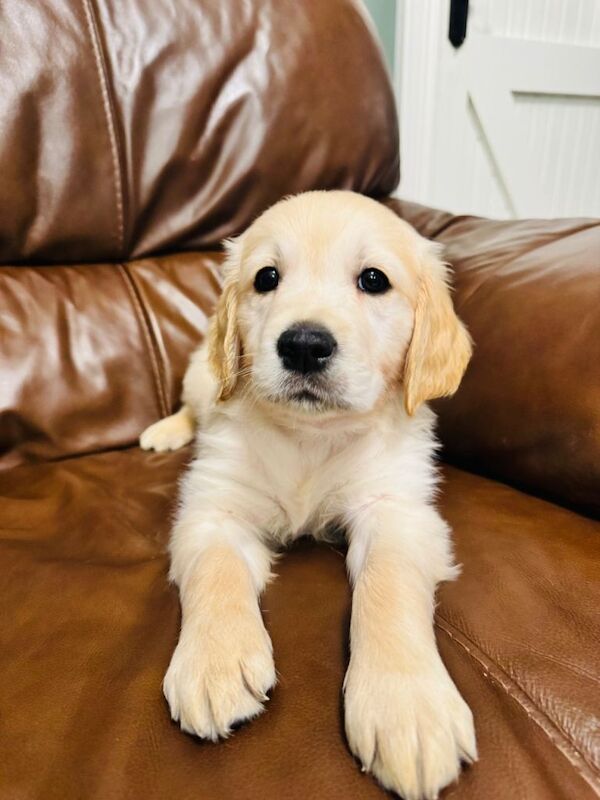 Pure bred Golden Retriever puppies - Image 4 of 5
