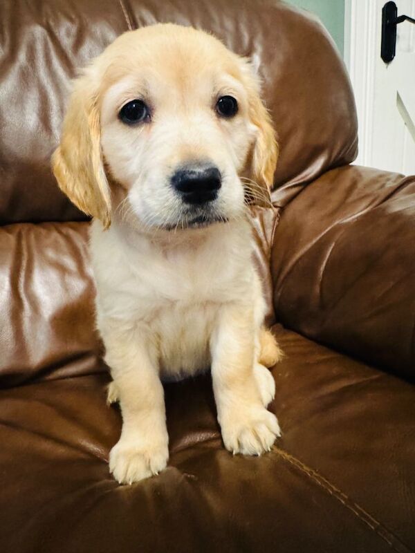 Pure bred Golden Retriever puppies - Image 5 of 5