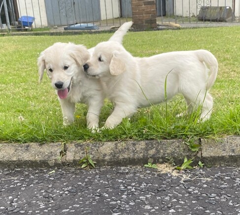 Pure Bred Golden Retriever Puppies