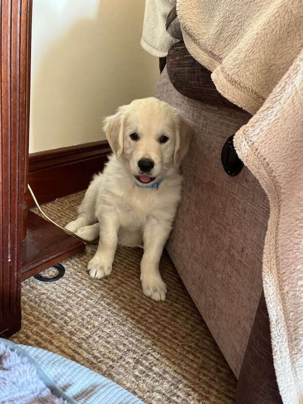 Pure Bred Golden Retriever Puppies - Image 2 of 5