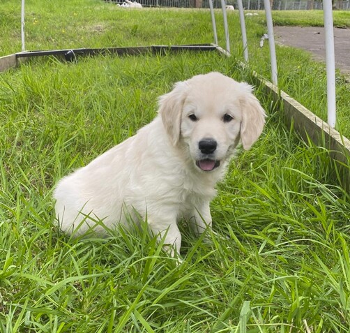 Pure Bred Golden Retriever Puppies - Image 3 of 5