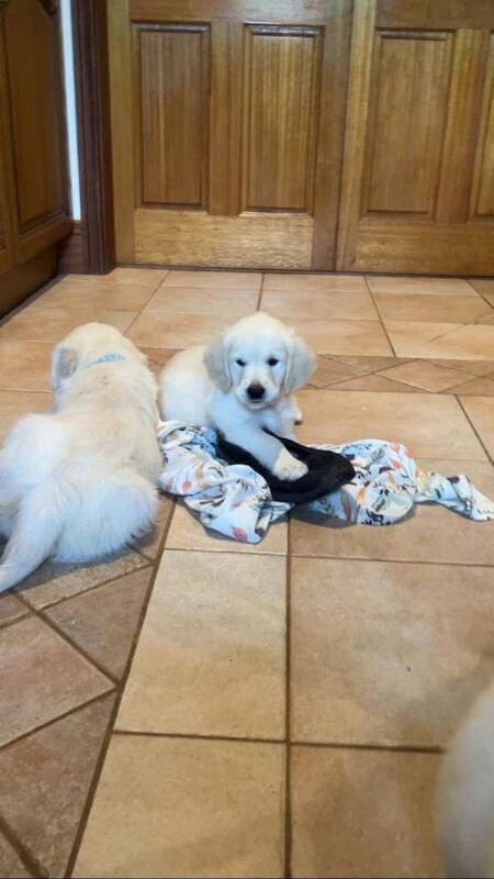 Pure Bred Golden Retriever Puppies - Image 4 of 5