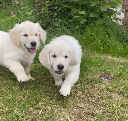 Pure Bred Golden Retriever Puppies - Image 5 of 5