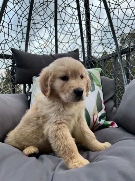 Golden Retriever puppies for sale in Queensferry, City of Edinburgh – KC registered, 3 months old